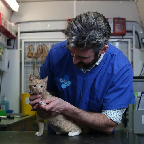 Kitten injections uk sale